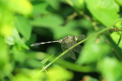 Between Flow and Frustration